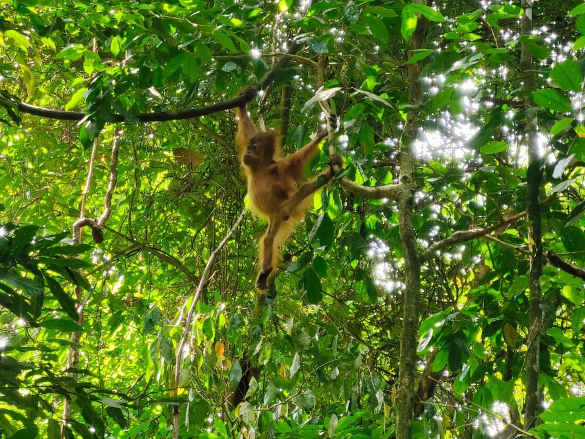 Asim Paris Guesthouse & Jungle Trekking Bukit Lawang Exterior foto