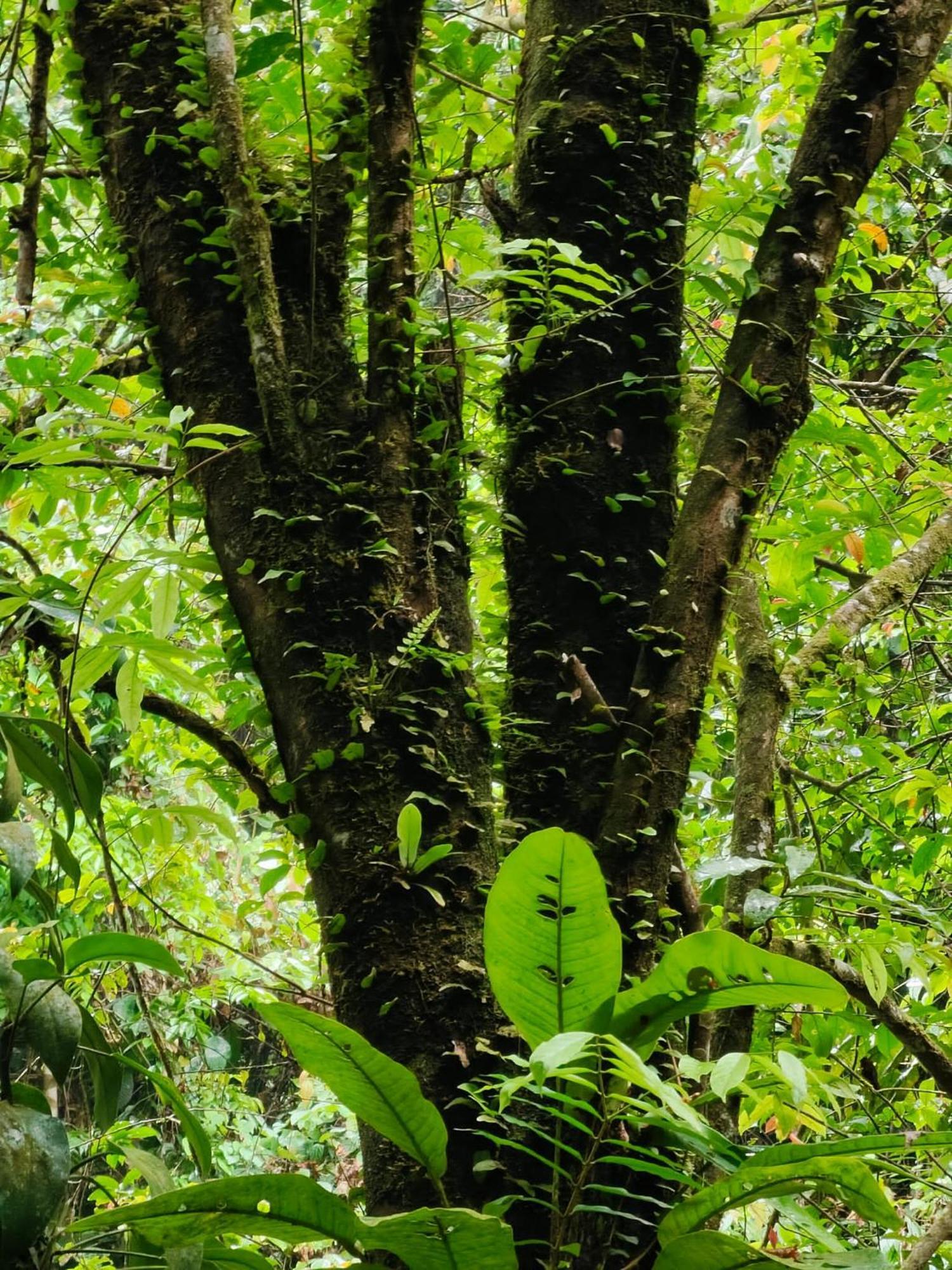 Asim Paris Guesthouse & Jungle Trekking Bukit Lawang Exterior foto