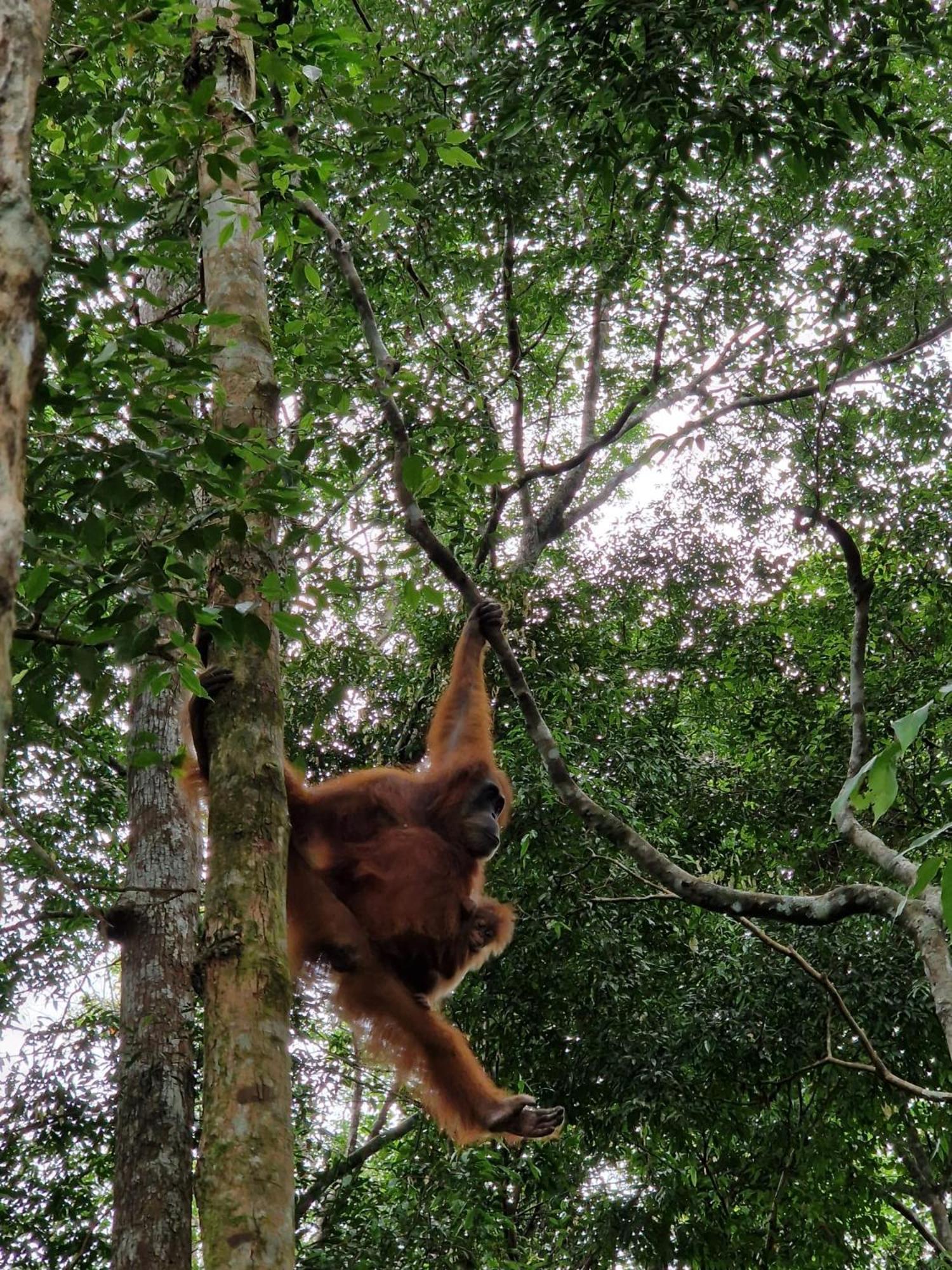Asim Paris Guesthouse & Jungle Trekking Bukit Lawang Exterior foto
